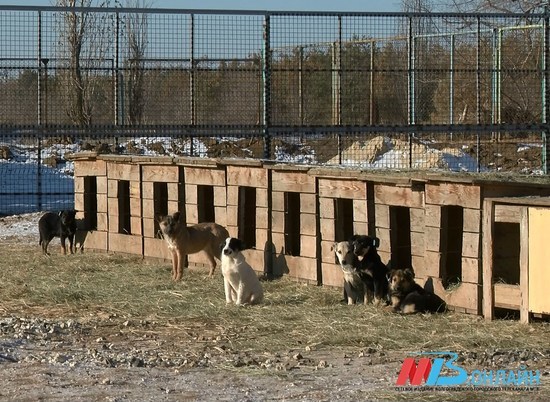 Второй вольерный комплекс для бездомных собак строят в Волгограде